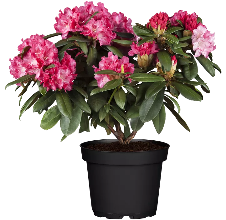 Rhododendron 'Anuschka'