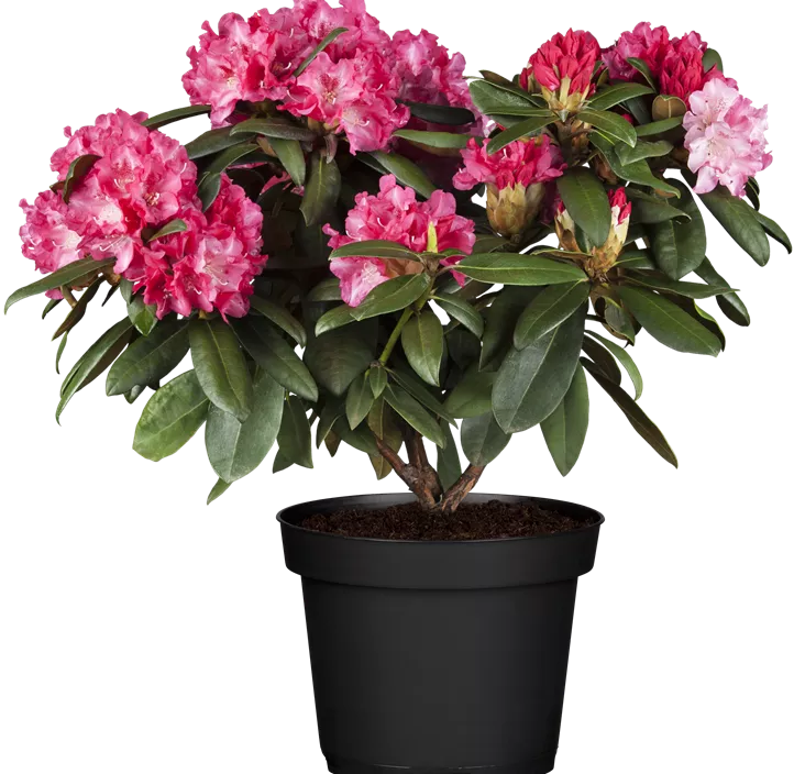 Rhododendron 'Anuschka'