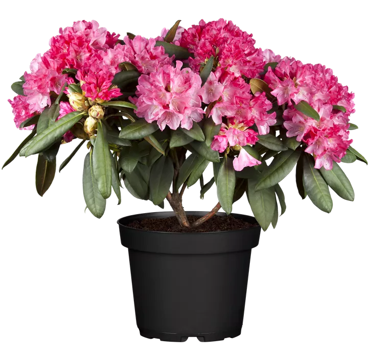 Yaku-Rhododendron 'Morgenrot'