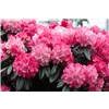 bellaflora Gartencenter GmbH