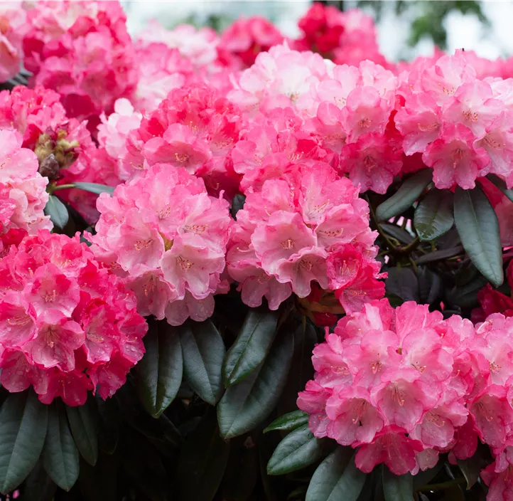 Yaku-Rhododendron 'Fantastica'