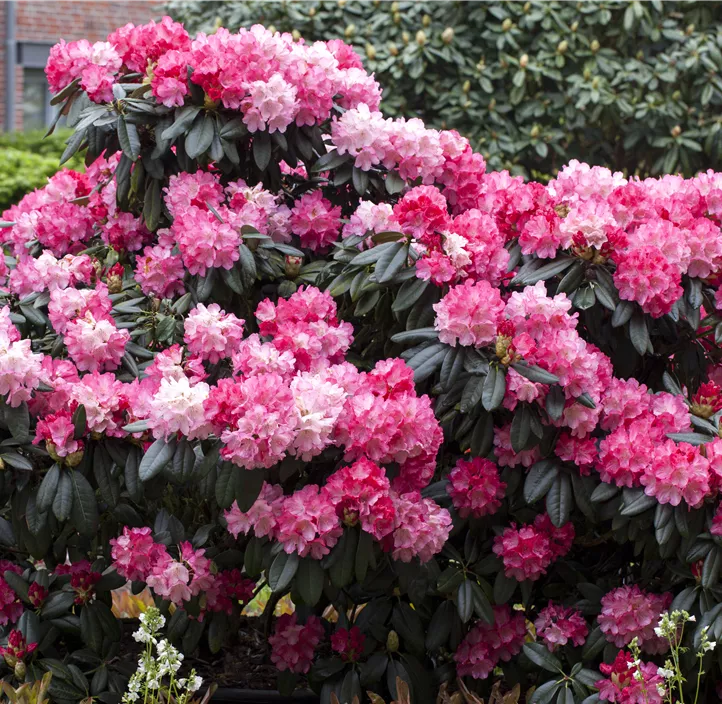 Yaku-Rhododendron 'Fantastica'