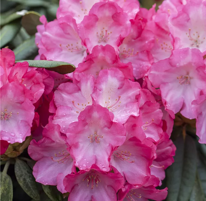 Yaku-Rhododendron 'Fantastica'