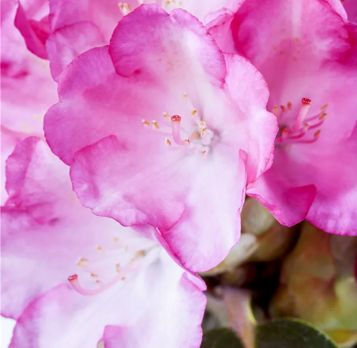 Yaku-Rhododendron 'Fantastica'