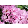 bellaflora Gartencenter GmbH