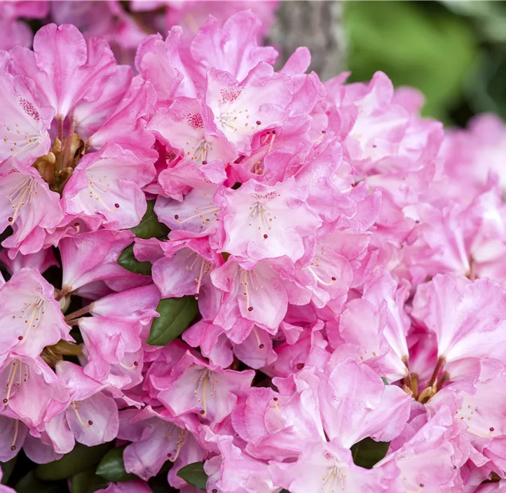 Yaku-Rhododendron 'Fantastica'