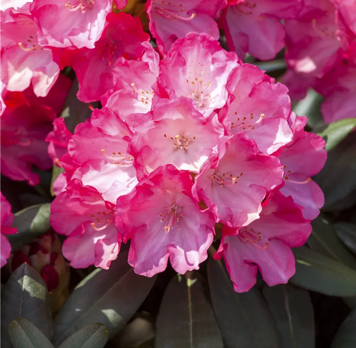 Yaku-Rhododendron 'Fantastica'