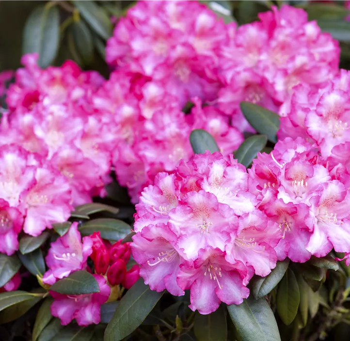 Yaku-Rhododendron 'Fantastica'