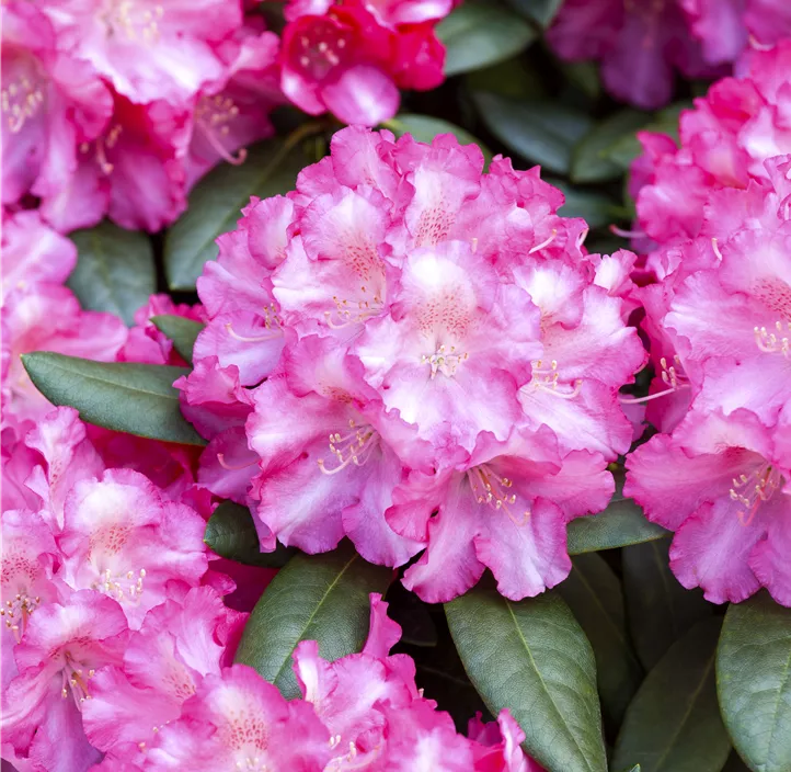 Yaku-Rhododendron 'Fantastica'