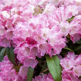 Rhododendron yakushimanum Fantastica