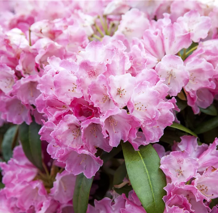 Yaku-Rhododendron 'Fantastica'