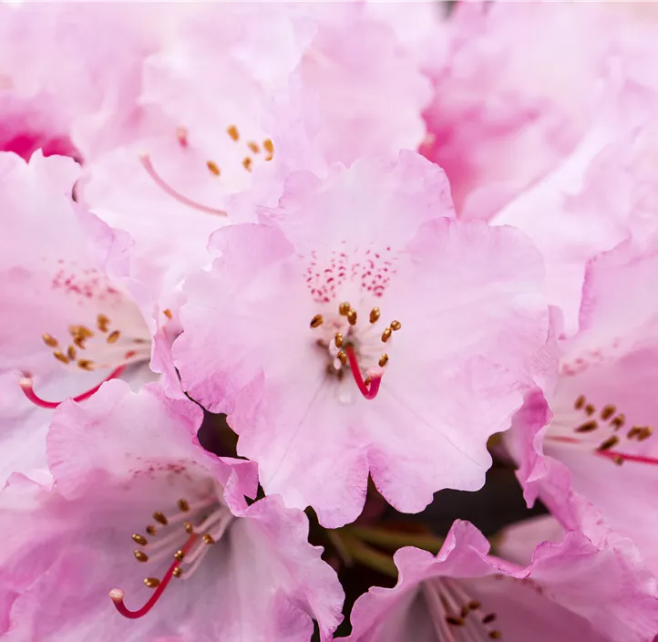 Yaku-Rhododendron 'Heinje´s Zauberflöte'