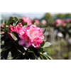 bellaflora Gartencenter GmbH