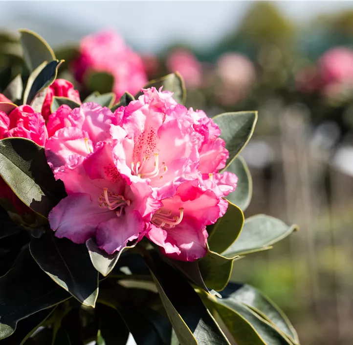 Yaku-Rhododendron 'Heinje´s Zauberflöte'