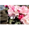 bellaflora Gartencenter GmbH