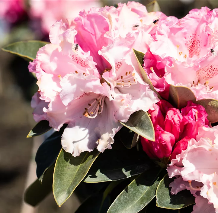 Yaku-Rhododendron 'Heinje´s Zauberflöte'