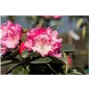 bellaflora Gartencenter GmbH