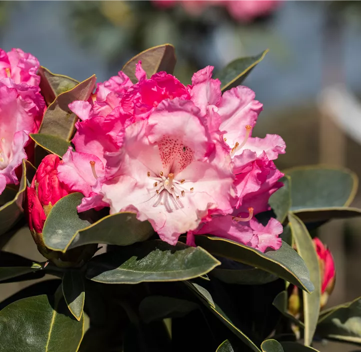 Yaku-Rhododendron 'Heinje´s Zauberflöte'