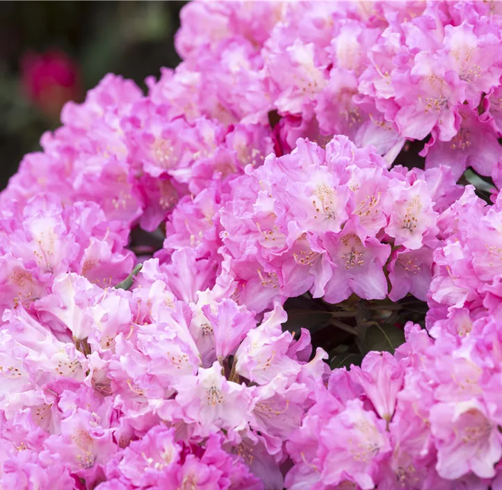 Yaku-Rhododendron 'Kalinka'