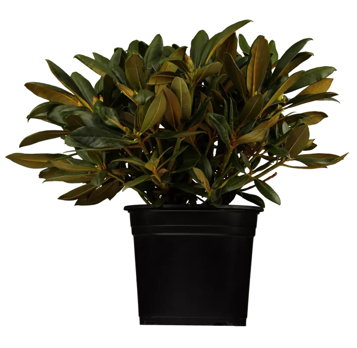 Yaku-Rhododendron 'Kalinka'