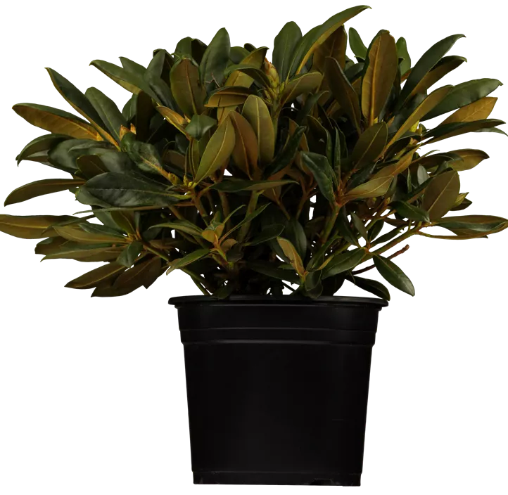 Yaku-Rhododendron 'Kalinka' Yaku-Rhododendron 'Kalinka'