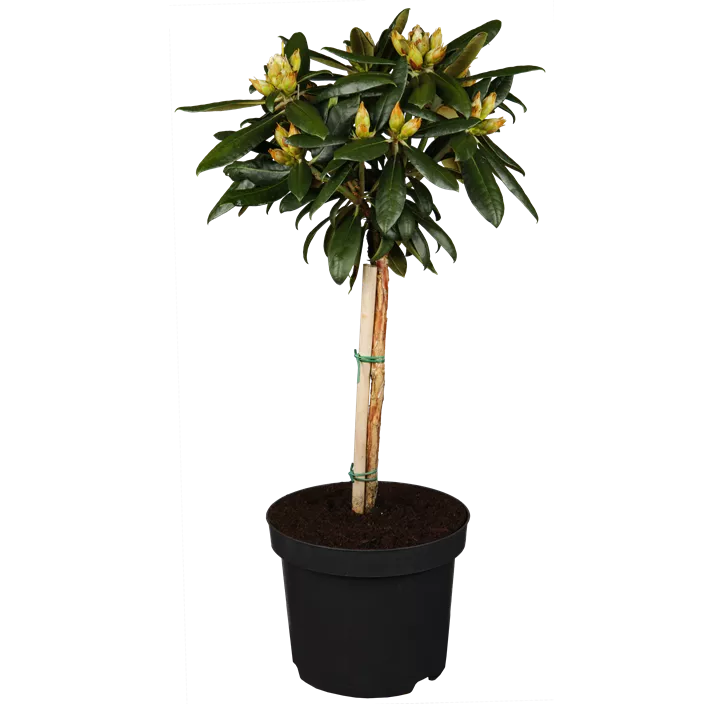 Yaku-Rhododendron 'Kalinka'