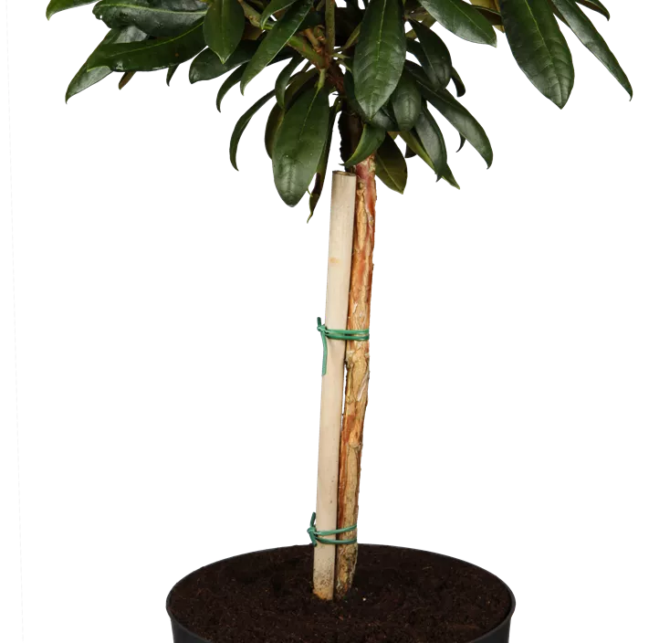 Yaku-Rhododendron 'Kalinka' Yaku-Rhododendron 'Kalinka'