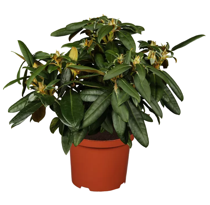 Yaku-Rhododendron 'Kalinka'