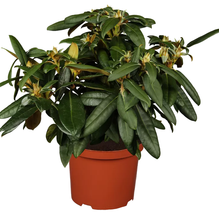 Yaku-Rhododendron 'Kalinka' Yaku-Rhododendron 'Kalinka'