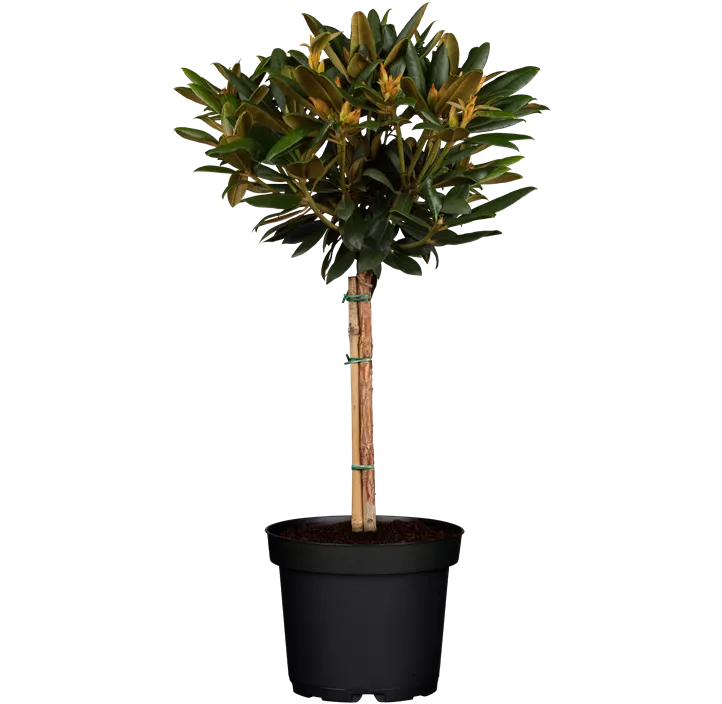 Yaku-Rhododendron 'Kalinka'