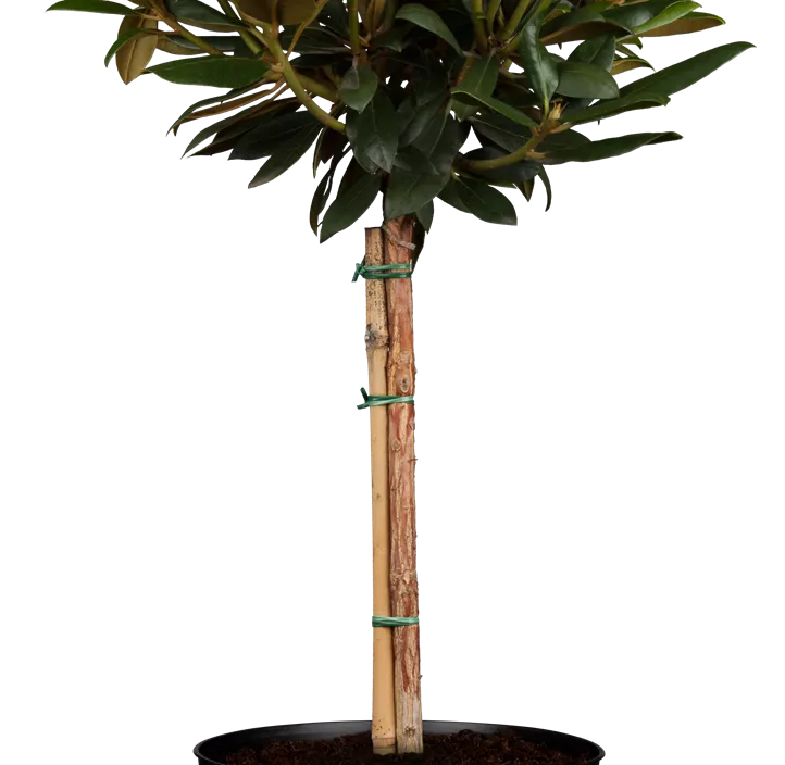 Yaku-Rhododendron 'Kalinka' Yaku-Rhododendron 'Kalinka'