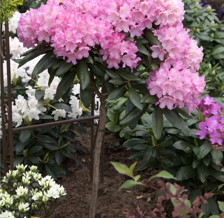 Yaku-Rhododendron 'Kalinka'