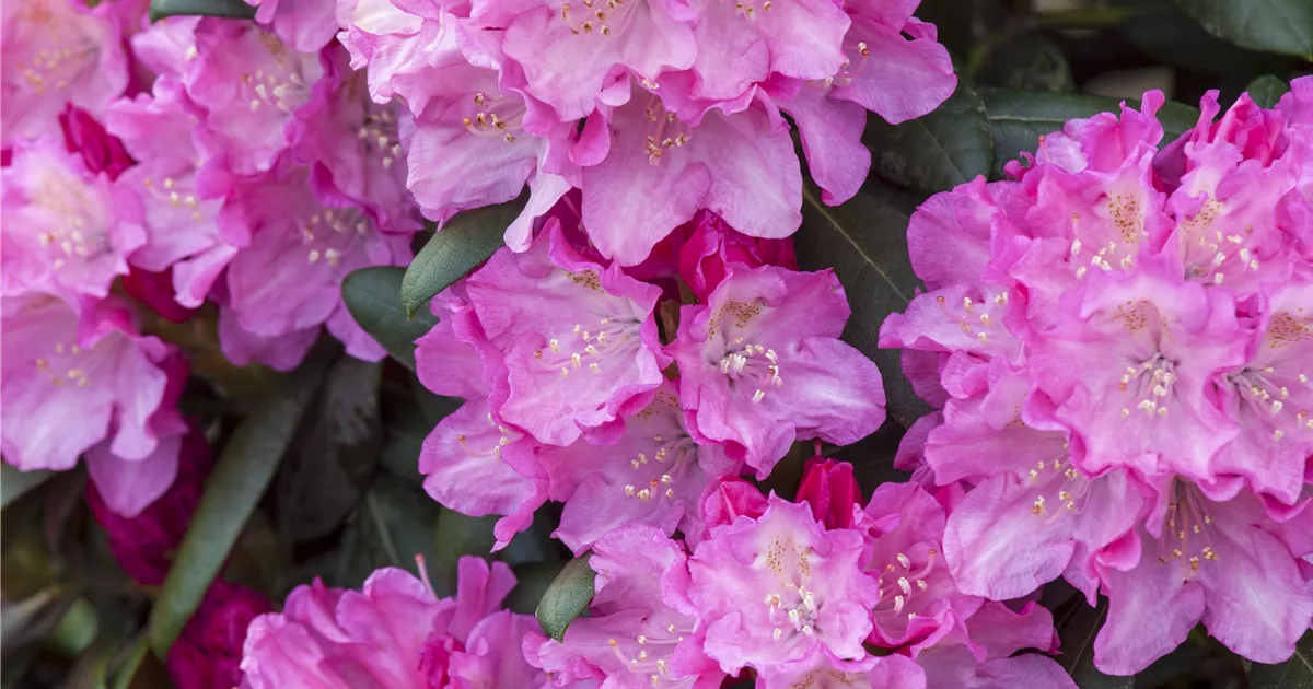 Rhododendron yakushimanum Kalinka, Yaku-Rhododendron 'Kalinka' - Bellaflora