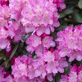 Rhododendron yakushimanum Kalinka