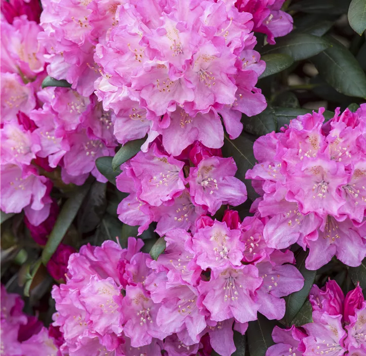 Yaku-Rhododendron 'Kalinka'