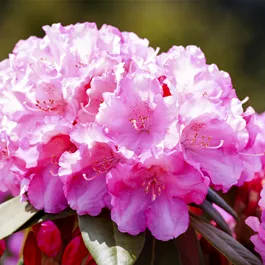 Rhododendron yakushimanum 'Kalinka'