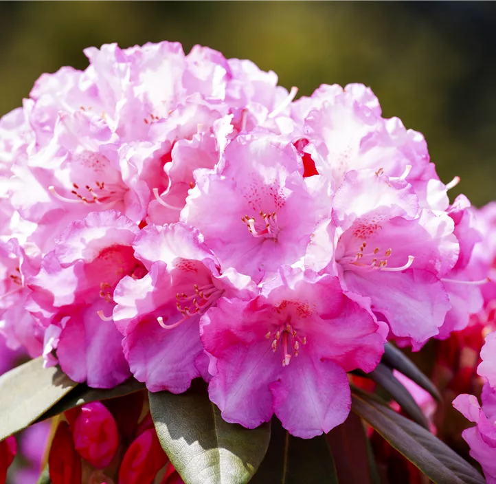 Yaku-Rhododendron 'Kalinka'