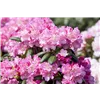 bellaflora Gartencenter GmbH