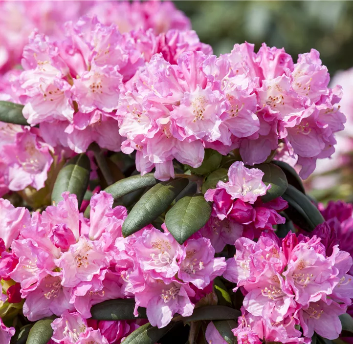 Yaku-Rhododendron 'Kalinka'