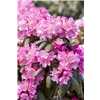 bellaflora Gartencenter GmbH