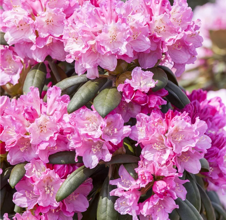 Yaku-Rhododendron 'Kalinka'