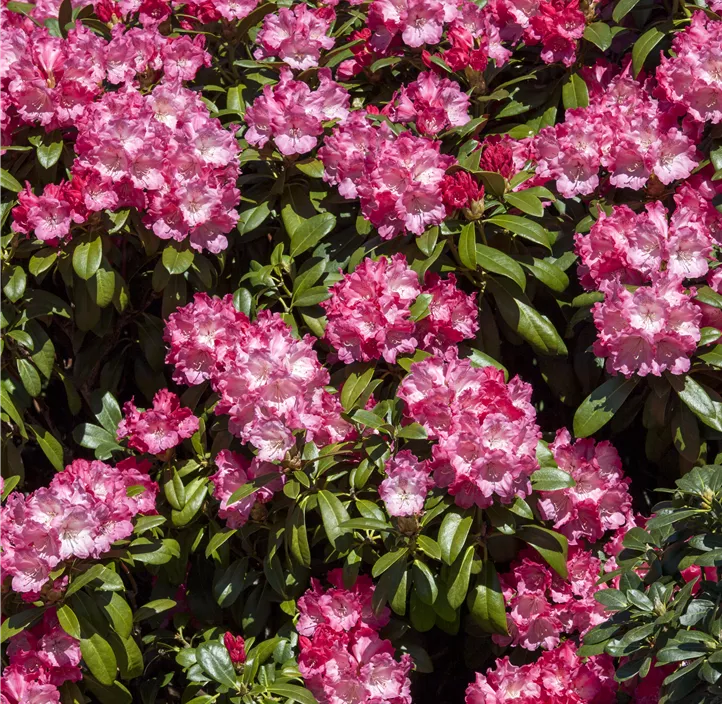 Yaku-Rhododendron 'Morgenrot'
