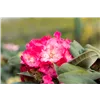 bellaflora Gartencenter GmbH