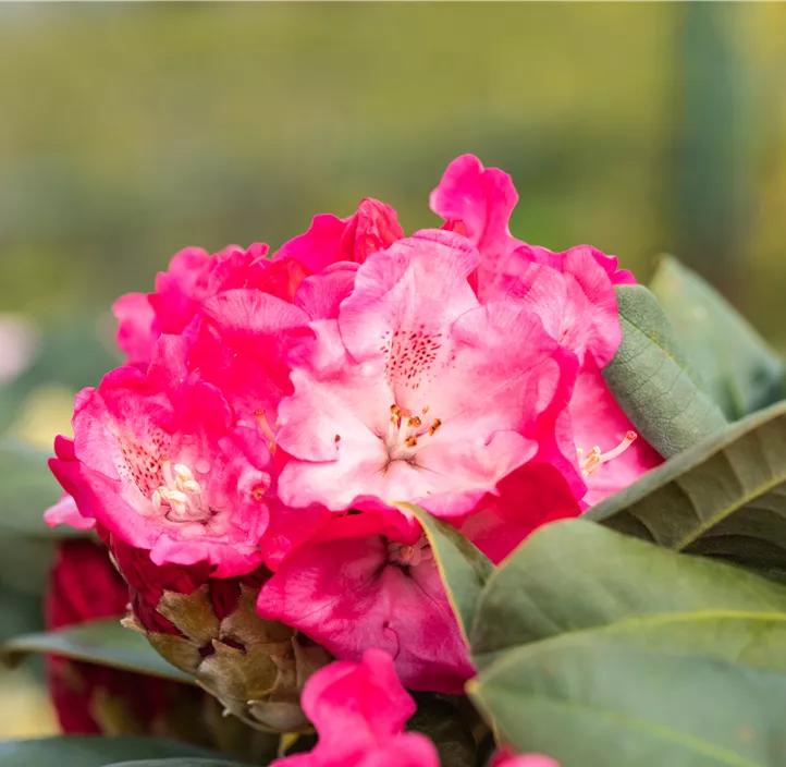 Yaku-Rhododendron 'Morgenrot'
