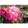 bellaflora Gartencenter GmbH