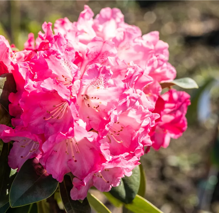 Yaku-Rhododendron 'Morgenrot'