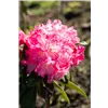 bellaflora Gartencenter GmbH