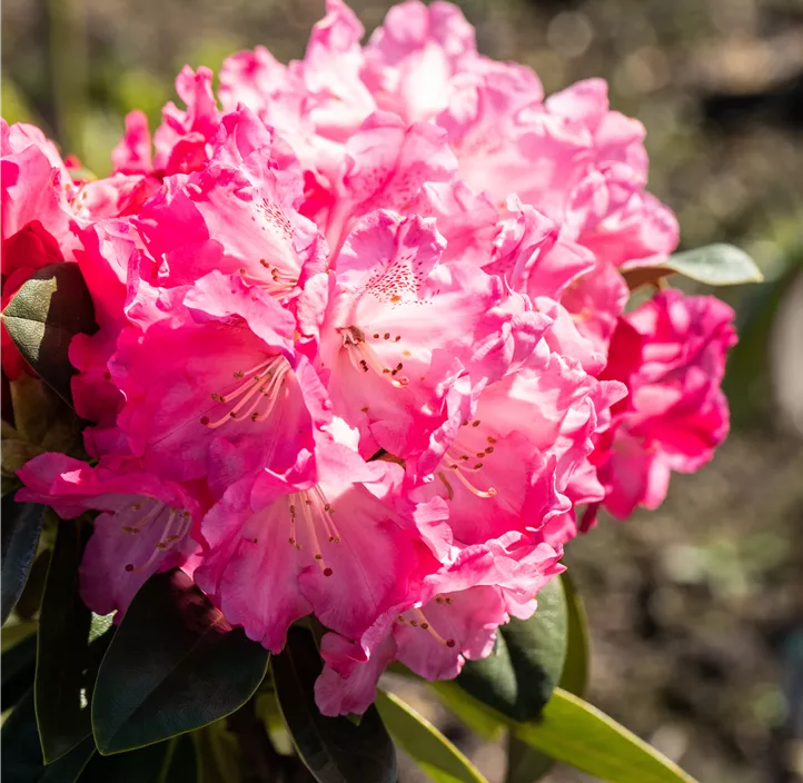 Yaku-Rhododendron 'Morgenrot'