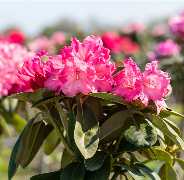 Yaku-Rhododendron 'Morgenrot'