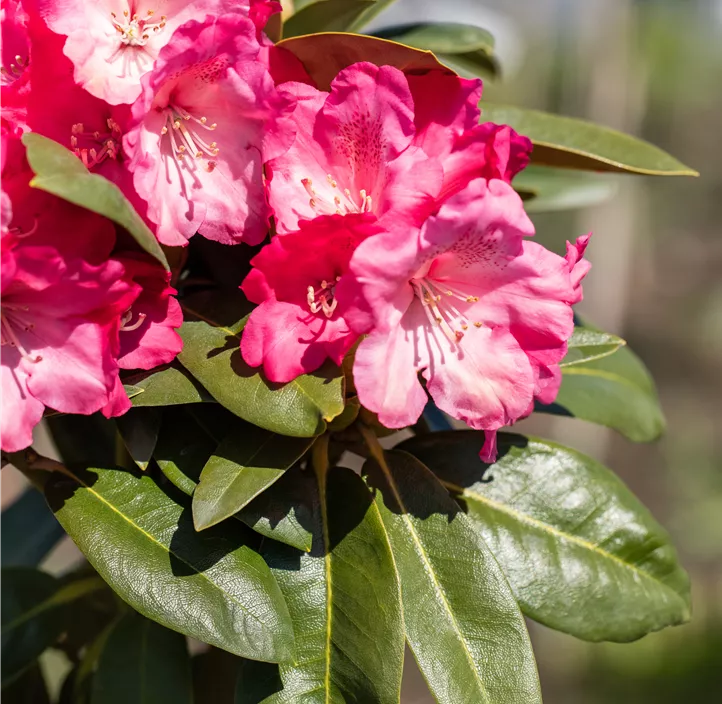 Yaku-Rhododendron 'Morgenrot'